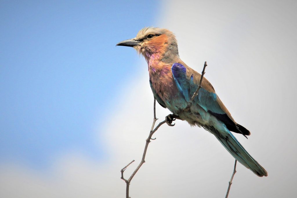 3 Days Bird Watching Safari in Rwanda