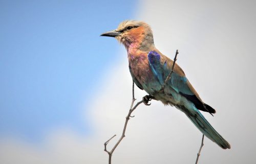 3 Days Bird Watching Safari in Rwanda