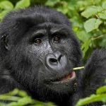 Best Time See Golden Monkeys: What Weather is Ideal for the Trek? Rwanda Gorilla Trekking Permit Cost 2026: Book the Cheapest Tour 5 Days Rwanda High End Gorilla Trekking