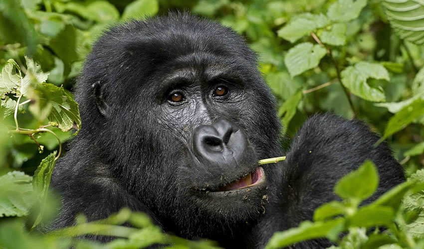 5 Days Rwanda High End Gorilla Trekking