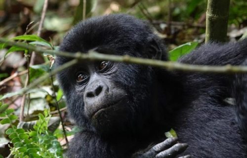 3 Days Rwanda Special Gorilla Safari