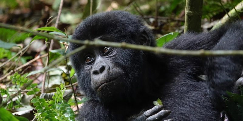 3 Days Rwanda Special Gorilla Safari