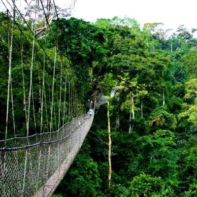 Nyungwe Forest National Park