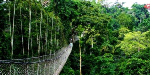 Nyungwe Forest National Park