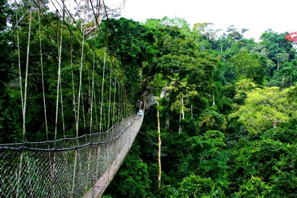 Nyungwe Forest National Park