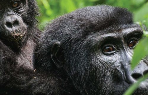 7 Days Rwanda Gorillas & Primates Safari