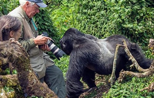 9 Days Rwanda Birding & Gorilla Safari