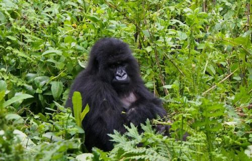 4 Days Rwanda Double Gorilla Safari