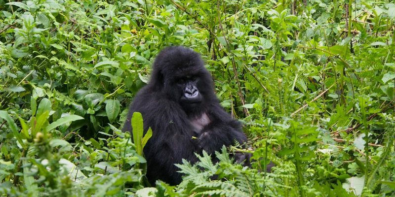 4 Days Rwanda Double Gorilla Safari