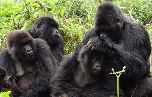 5 Days Rwanda Gorilla Trekking Safari