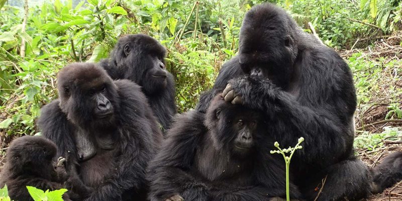 5 Days Rwanda Gorilla Trekking Safari