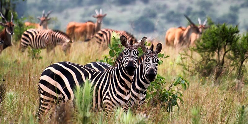 6 Days Rwanda Wildlife Safari Experience