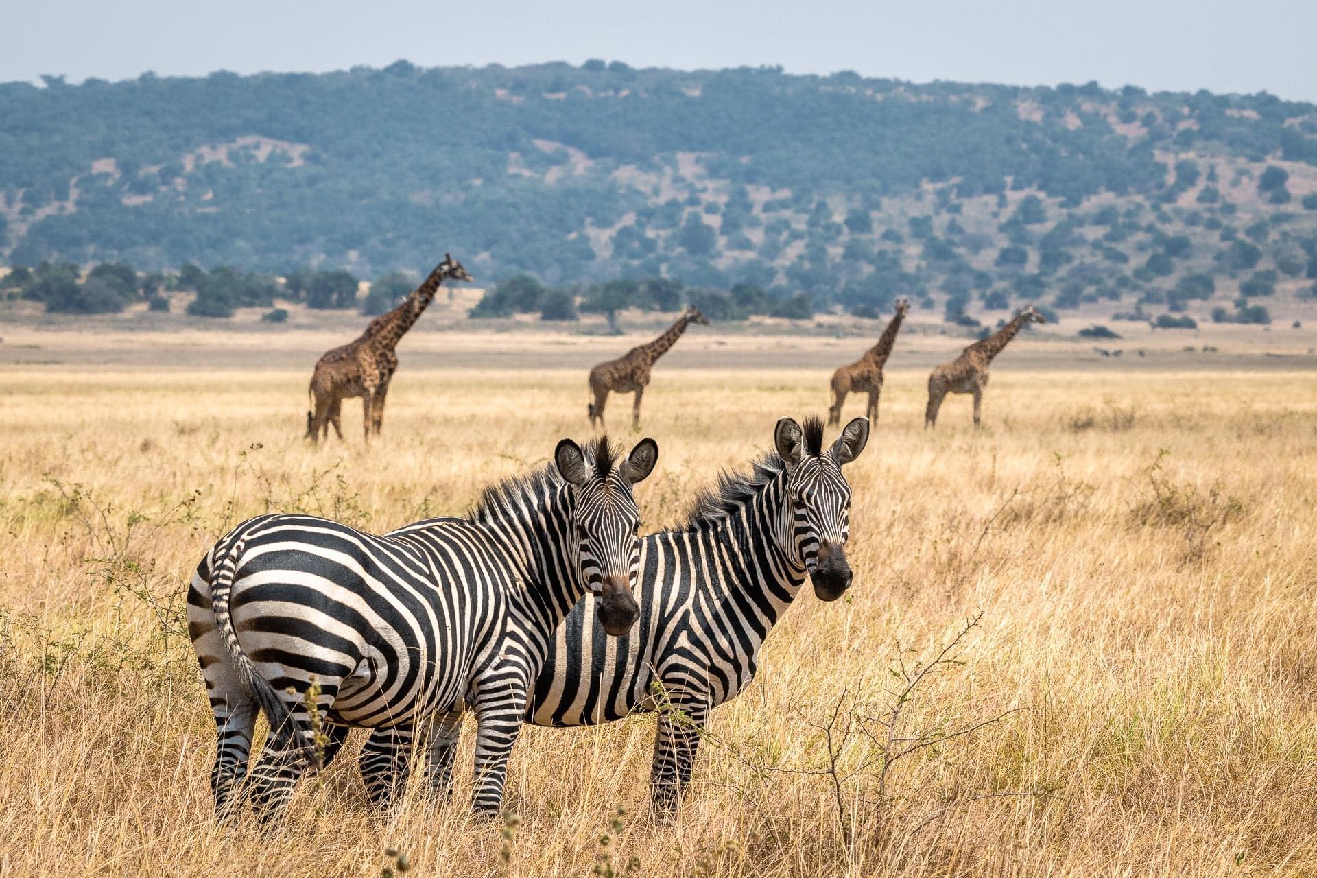 Come And Explore The Beauty Of Akagera National Park