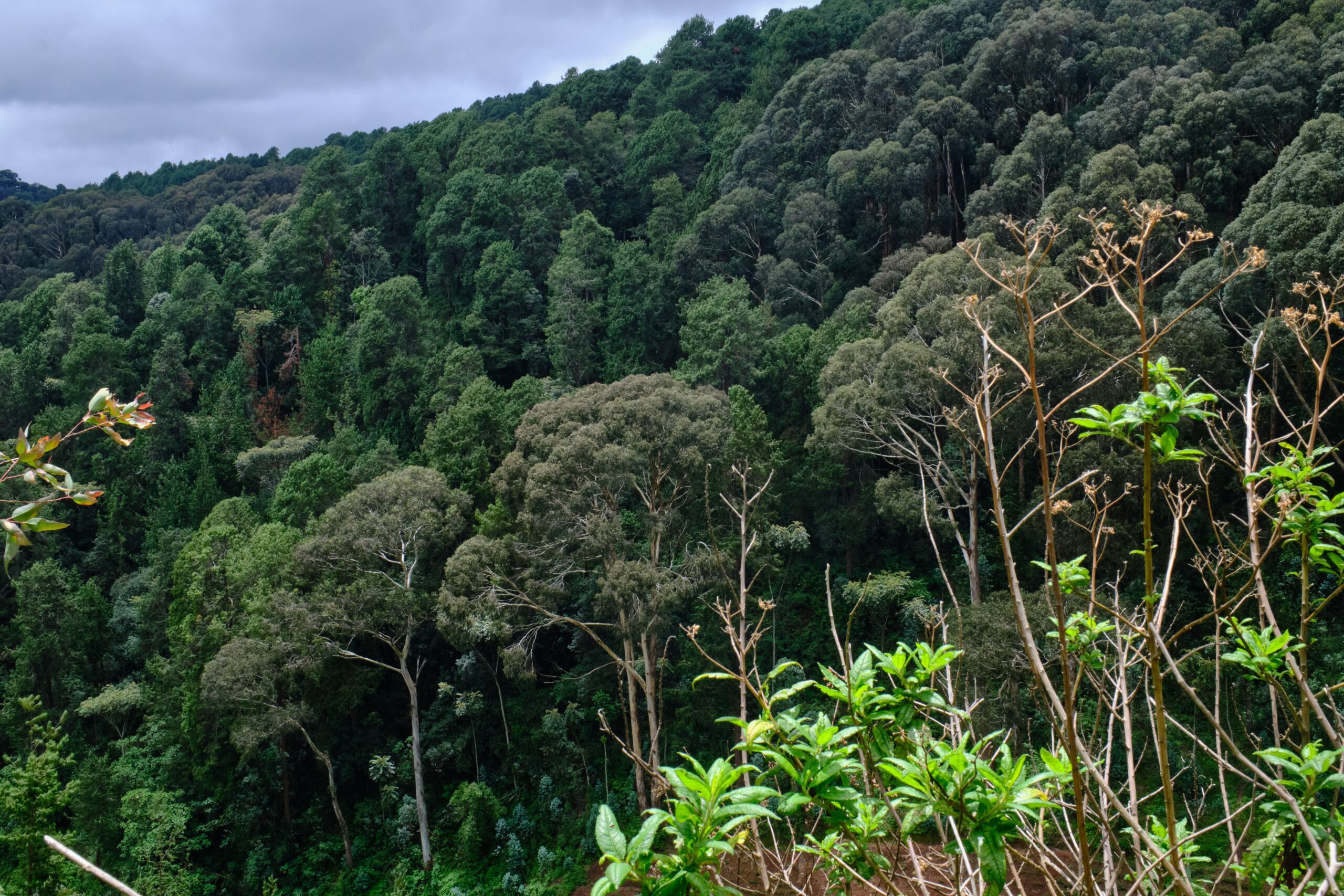 Gishwati Forest Day Trip Rwanda