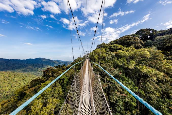 Nyungwe National Park Rwanda, Nyungwe Guided Forest Trail Rwanda