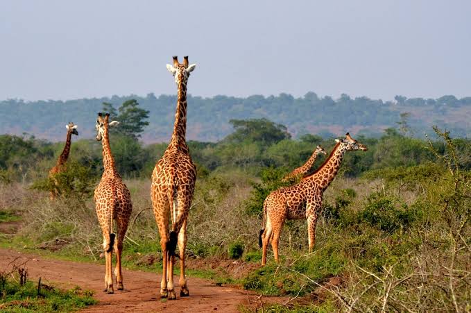 Akagera Night Game Drive Rwanda