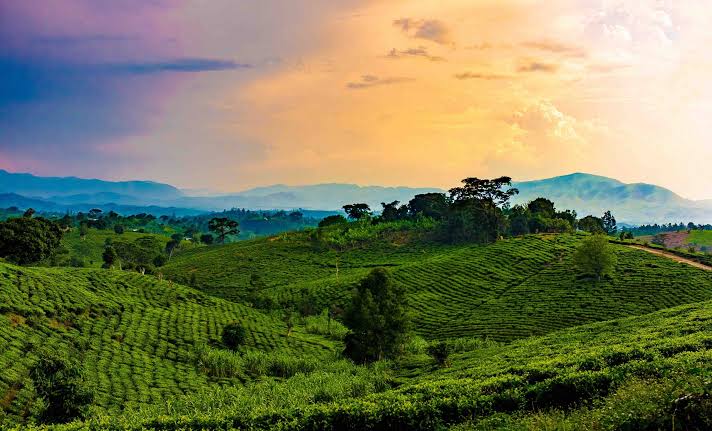 Rwanda Nyungwe National Park