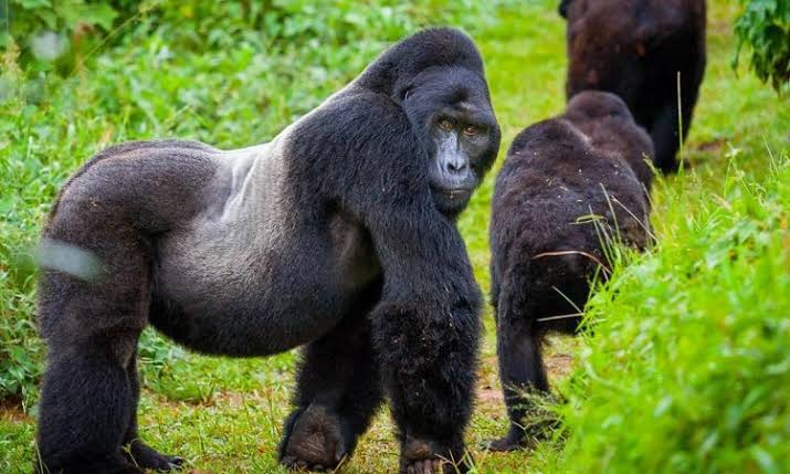 in Rwanda Chimpanzee Trekking