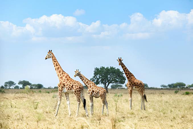 Combined East Africa safari: