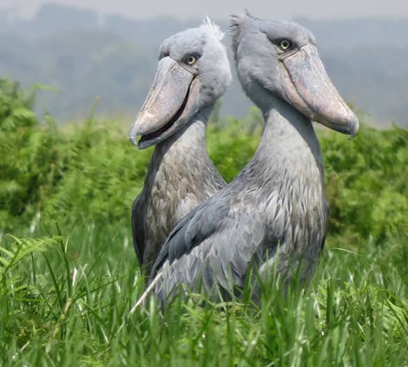 153. Uganda bird watching safari:
