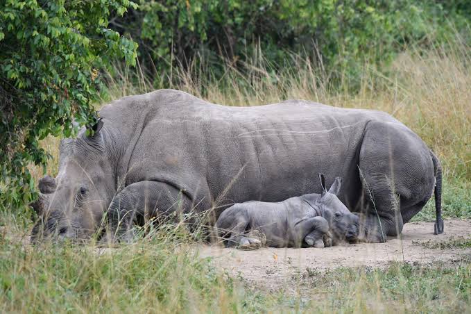 Akagera rhino tracking tour