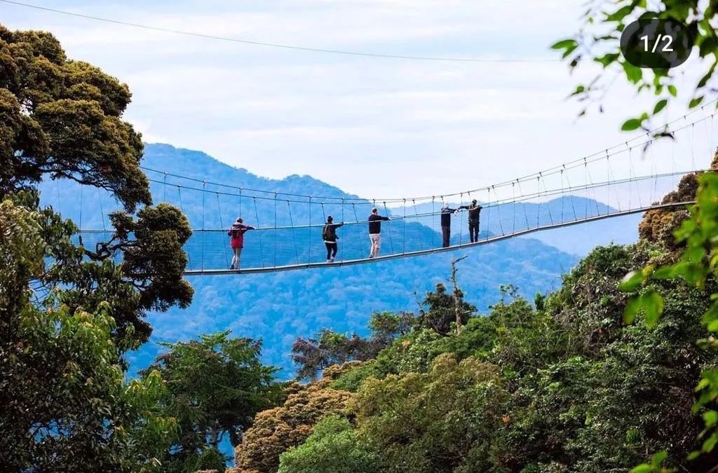 Nyungwe canopy walkway height: