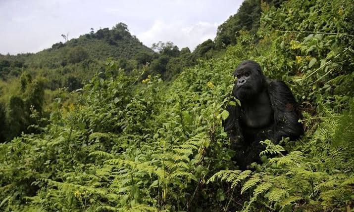 trekking 1day Rwanda ,