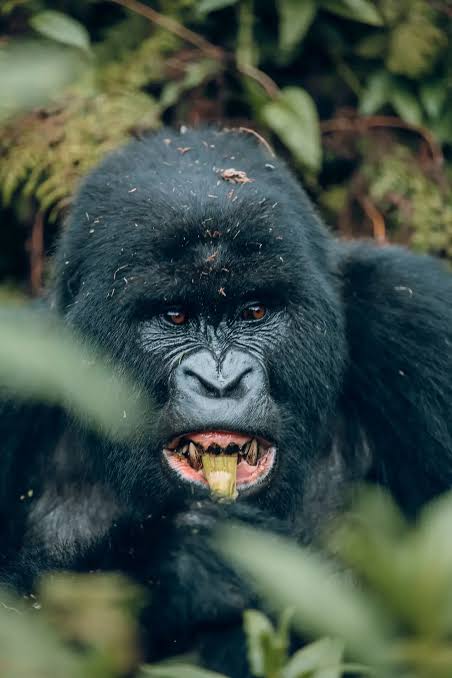 Rwanda 4 day tou