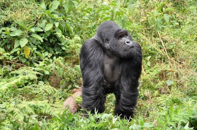 1 day Rwanda Gorilla trekking