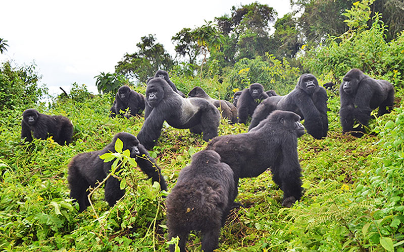 Rwanda 8 day tour