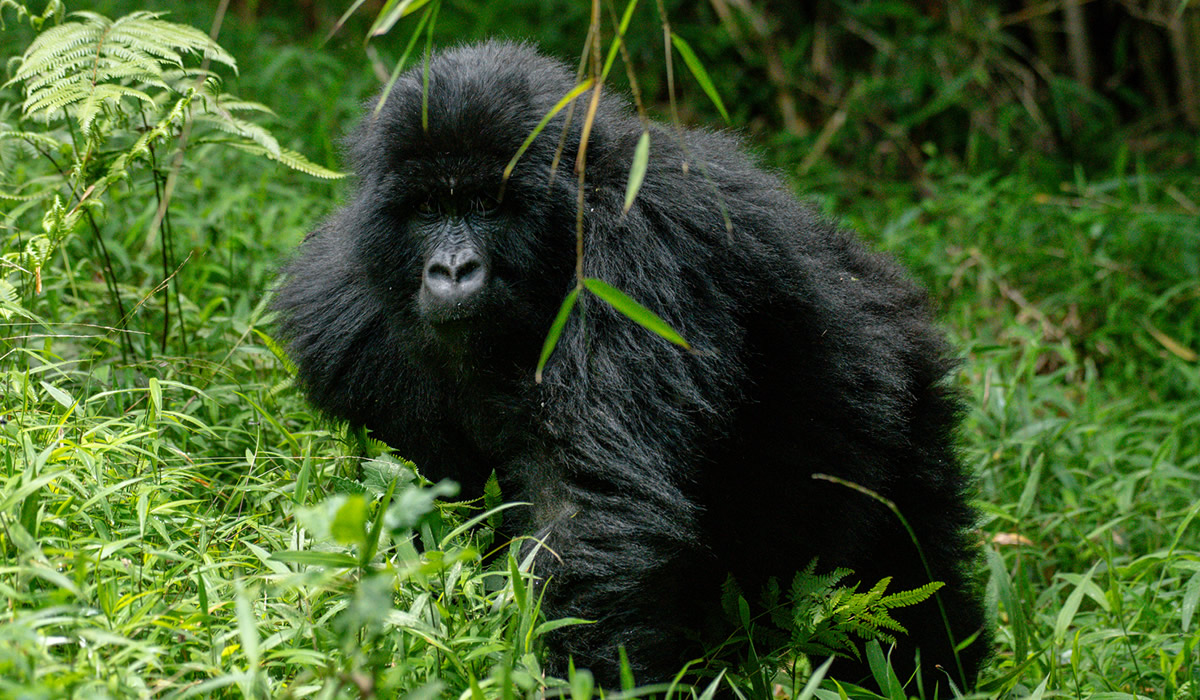 1Day Gorilla Trekking Rwanda: