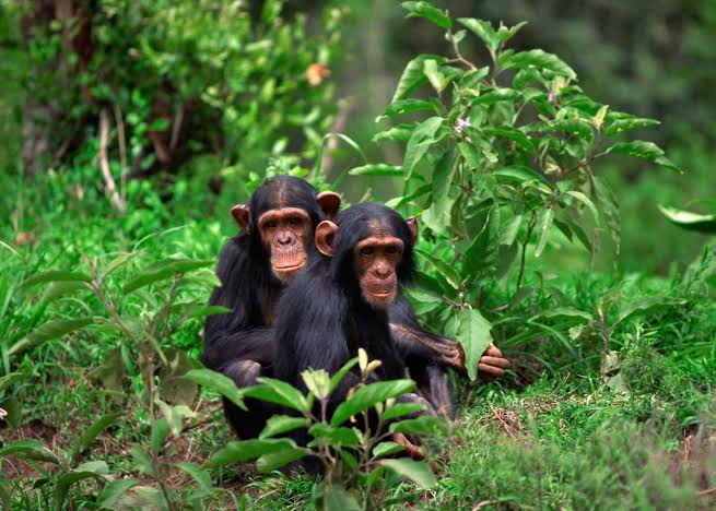 Chimpanzee Trekking Rwanda