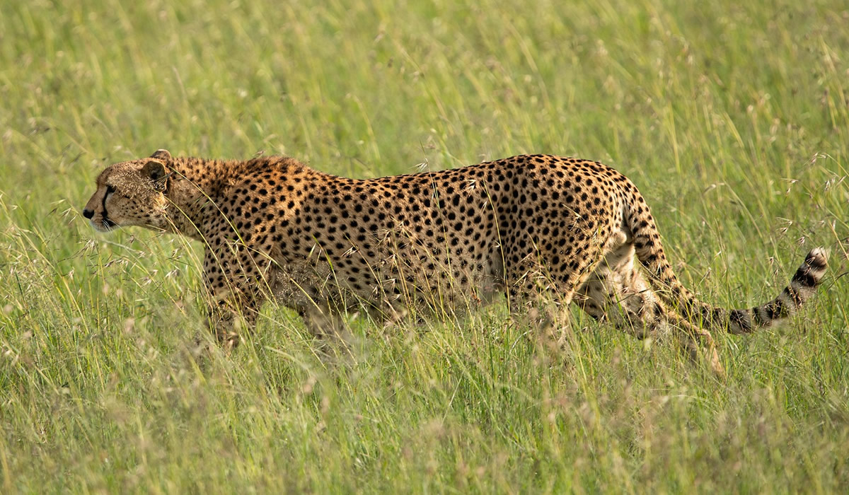 3 Days Maasai Mara Wildlife Safari