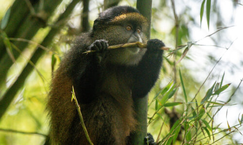 8 Days Gorilla, Chimpanzee and Golden Monkey Rwanda Tour Chimpanzee tours Rwanda:,8 Days Gorilla, Chimpanzee and Golden Monkey Rwanda Tour