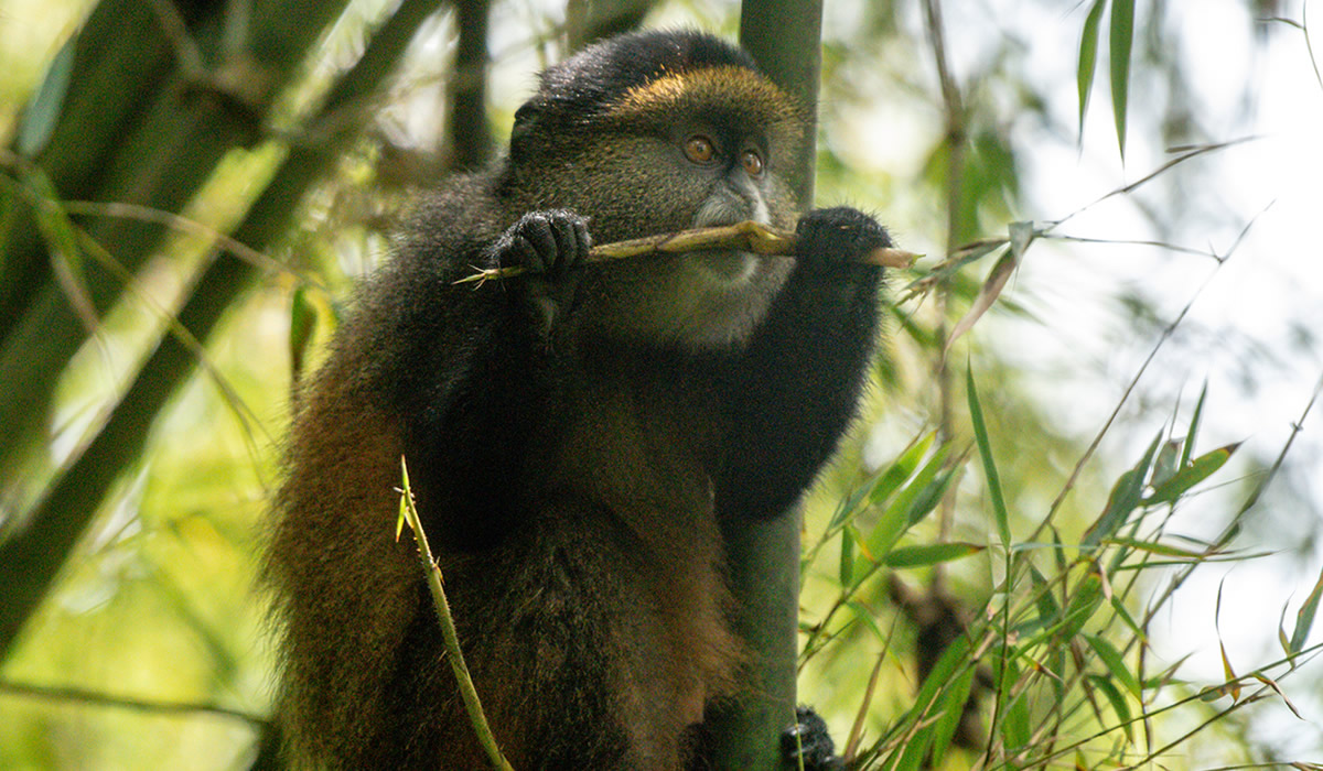 Chimpanzee tours Rwanda:,8 Days Gorilla, Chimpanzee and Golden Monkey Rwanda Tour