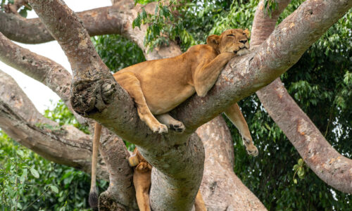 Uganda Safaris