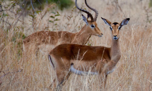 9 Days Ultimate Kenya Wildlife Safari 9 Days Ultimate Kenya Wildlife Safari