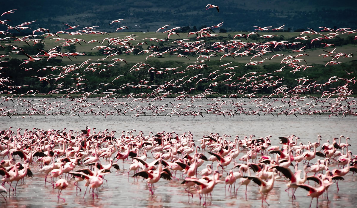 5 Days Maasai Mara, Lake Nakuru and Lake Naivasha Safari