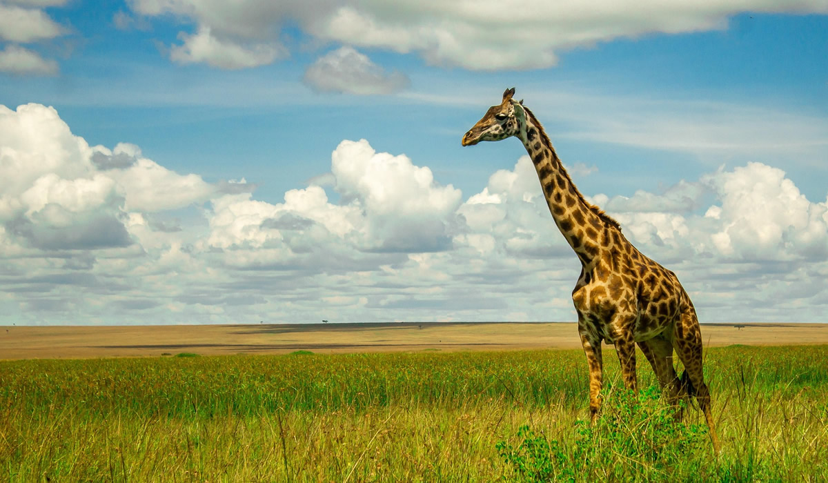 7 Days Maasai Mara and Samburu Wildlife Safari