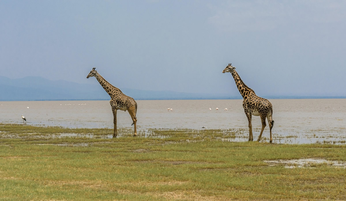 7 Days Serengeti, Ngorongoro and Lake Manyara Safari