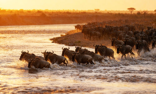 6 Days Tanzania Big Five and Great Migration Safari 6 Days Tanzania Big Five and Great Migration Safari, Tanzania Safaris