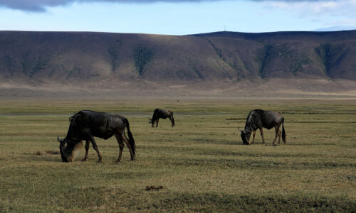 3 Days Tarangire and Ngorongoro Safari 3 Days Tarangire and Ngorongoro Safari