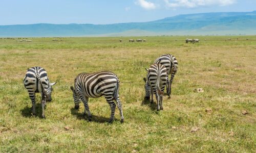 11 Days Ultimate Tanzania National Parks Safari 11 Days Ultimate Tanzania National Parks Safari