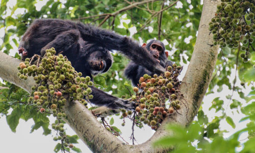 6 Days Rwanda Primate Tracking Safari Tour 6 Days Rwanda Primate Tracking Safari Tour
