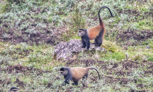 5 Days Luxury Gorilla and Golden Monkey Safari 5 Days Luxury Gorilla and Golden Monkey Safari