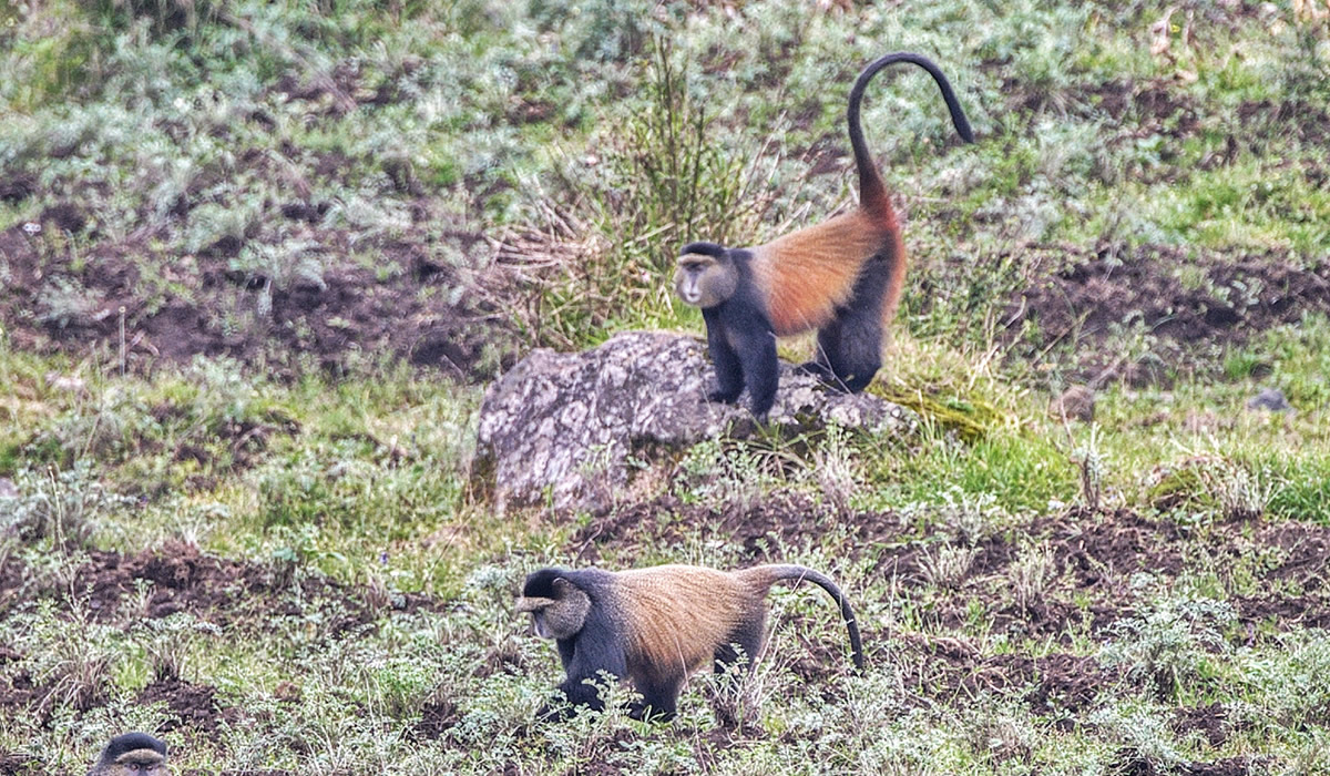 5 Days Luxury Gorilla and Golden Monkey Safari