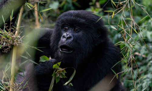 3 Days Luxury Rwanda Primate Tracking Safari 3 Days Luxury Rwanda Primate Tracking Safari
