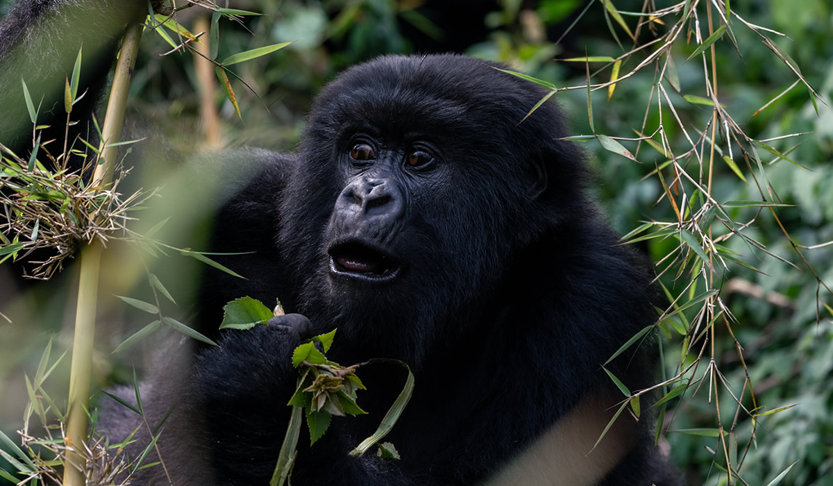 3 Days Luxury Rwanda Primate Tracking Safari