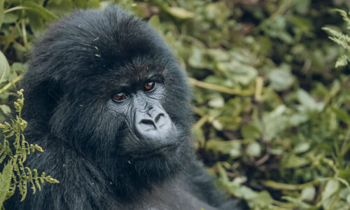 3 Days Gorilla Trekking Adventure in Rwanda 3 Days Gorilla Trekking Adventure in Rwanda