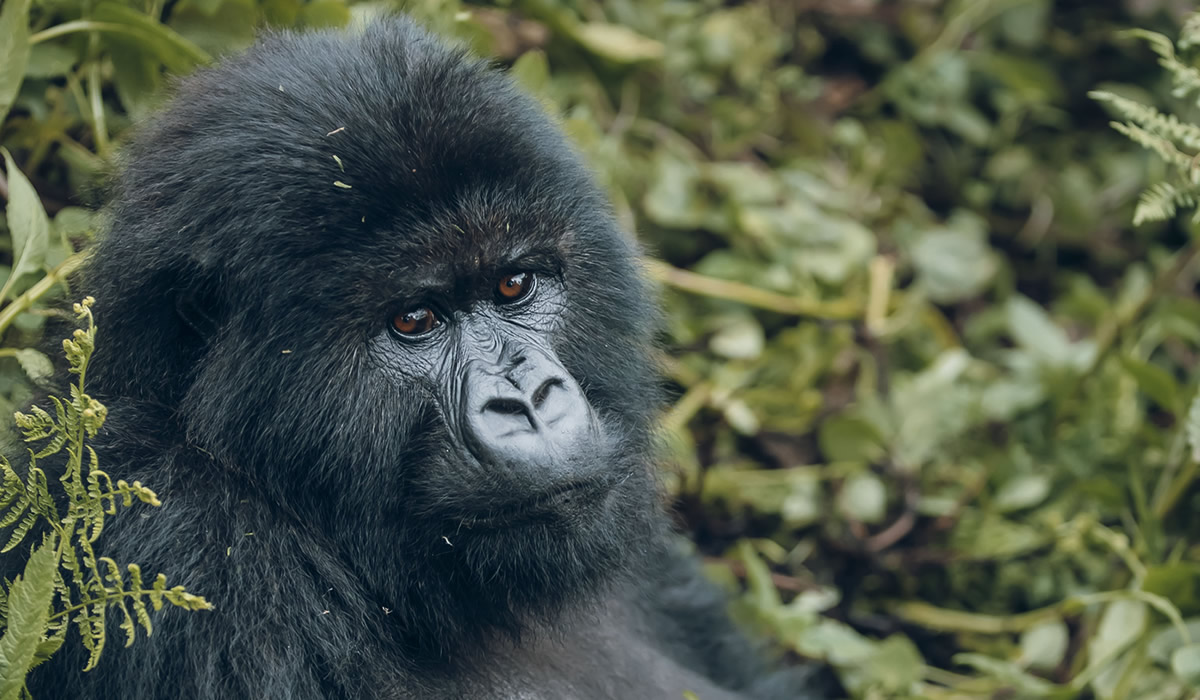 3 Days Gorilla Trekking Adventure in Rwanda